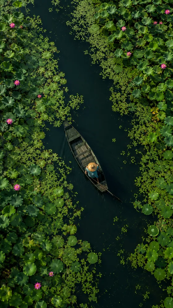 Aerial view of a narrow wooden boat with a seated figure moving through dark water surrounded by green lotus leaves and pink flowers.