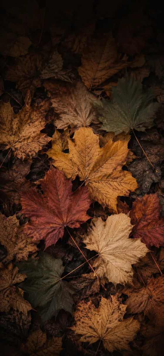 Overlapping autumn maple leaves in gold, rust red, beige, brown, and charcoal green with visible veins and matte texture.