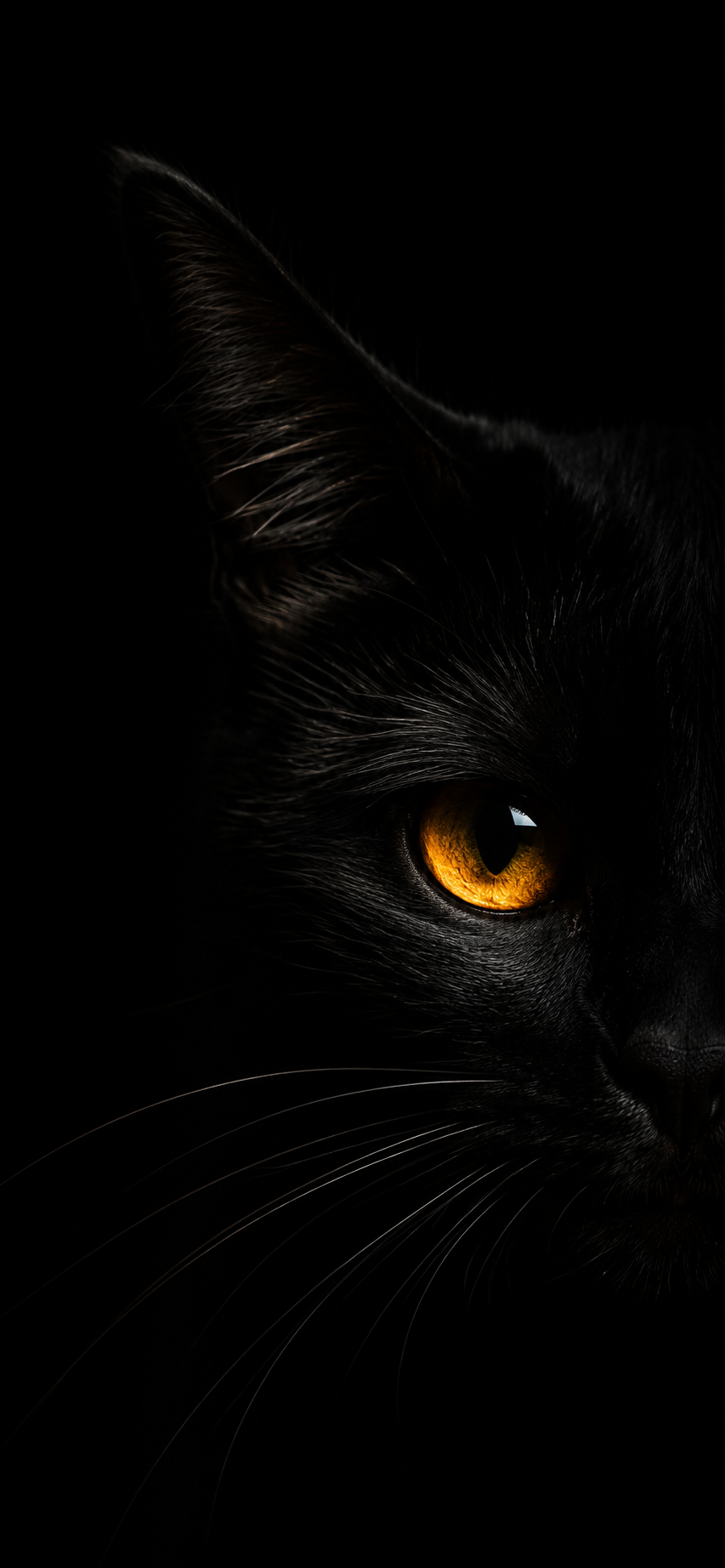 Close-up black cat portrait with one amber-gold eye glowing against a deep black background.