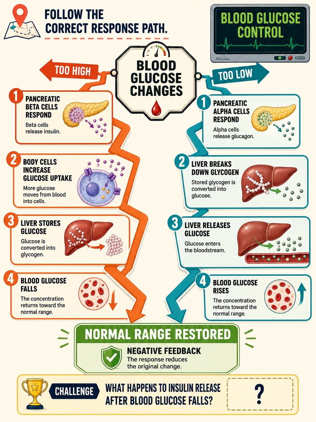 Educational blood glucose control board with high and low branches, liver and cell responses, a negative feedback definition, and a challenge question.