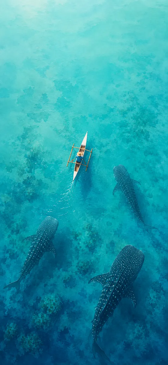 Top-down view of a traditional canoe floating above three whale sharks swimming over coral reefs in clear tropical water.