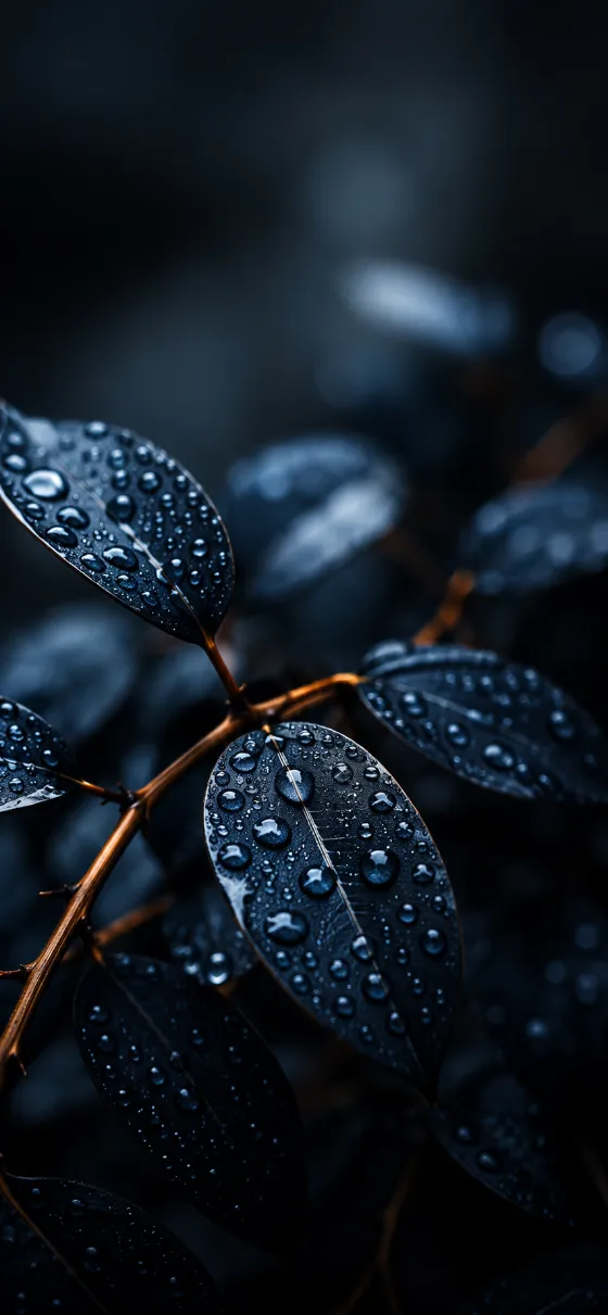 Macro close-up of deep blue-black leaves covered in glossy rain droplets with warm amber stems against a soft dark blurred background.