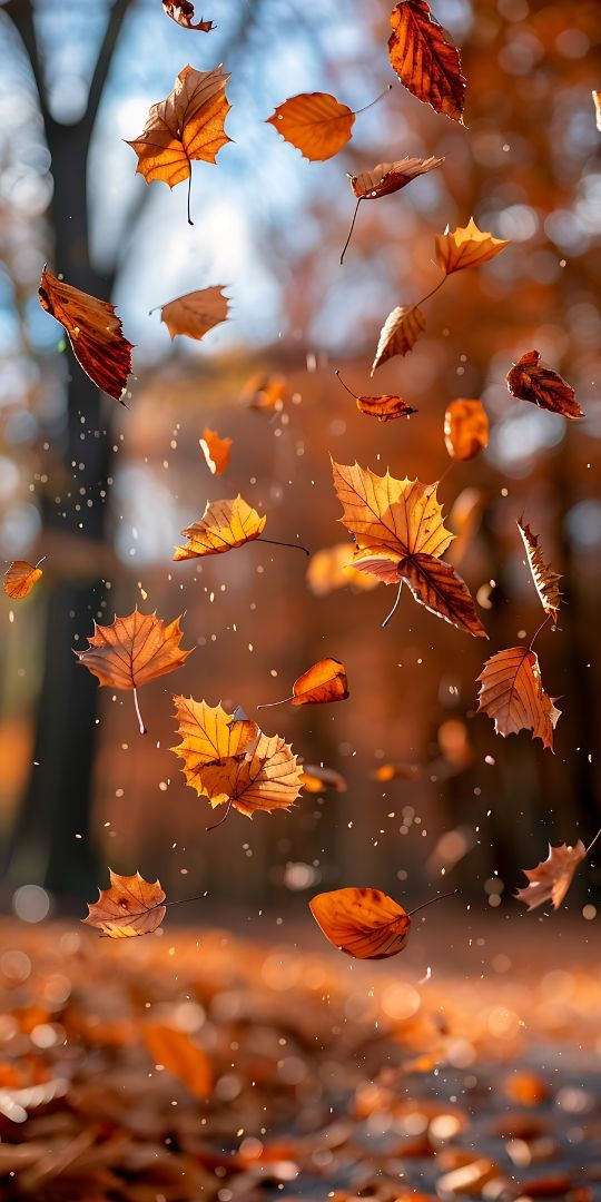 Orange autumn leaves floating in warm golden forest light with a softly blurred woodland background.