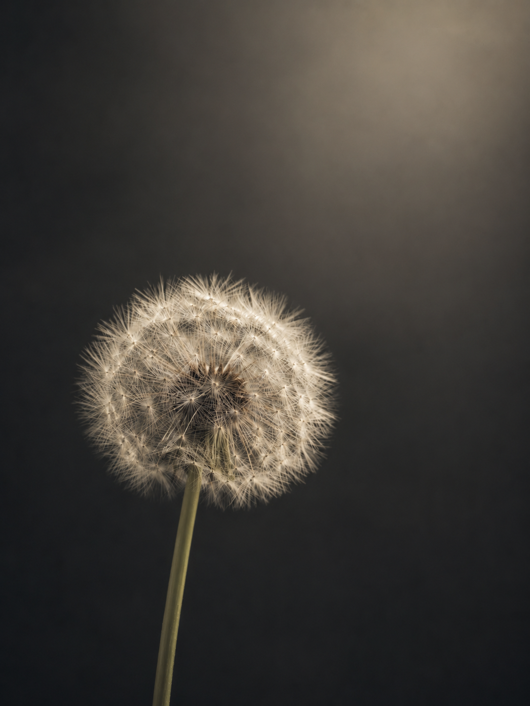 iPad lock screen wallpaper with luminous circular dandelion seed globe with delicate radial filaments.