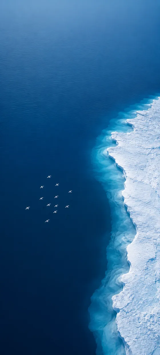 Top-down aerial view of deep blue ocean beside a textured white ice shelf with small white birds flying over the water.
