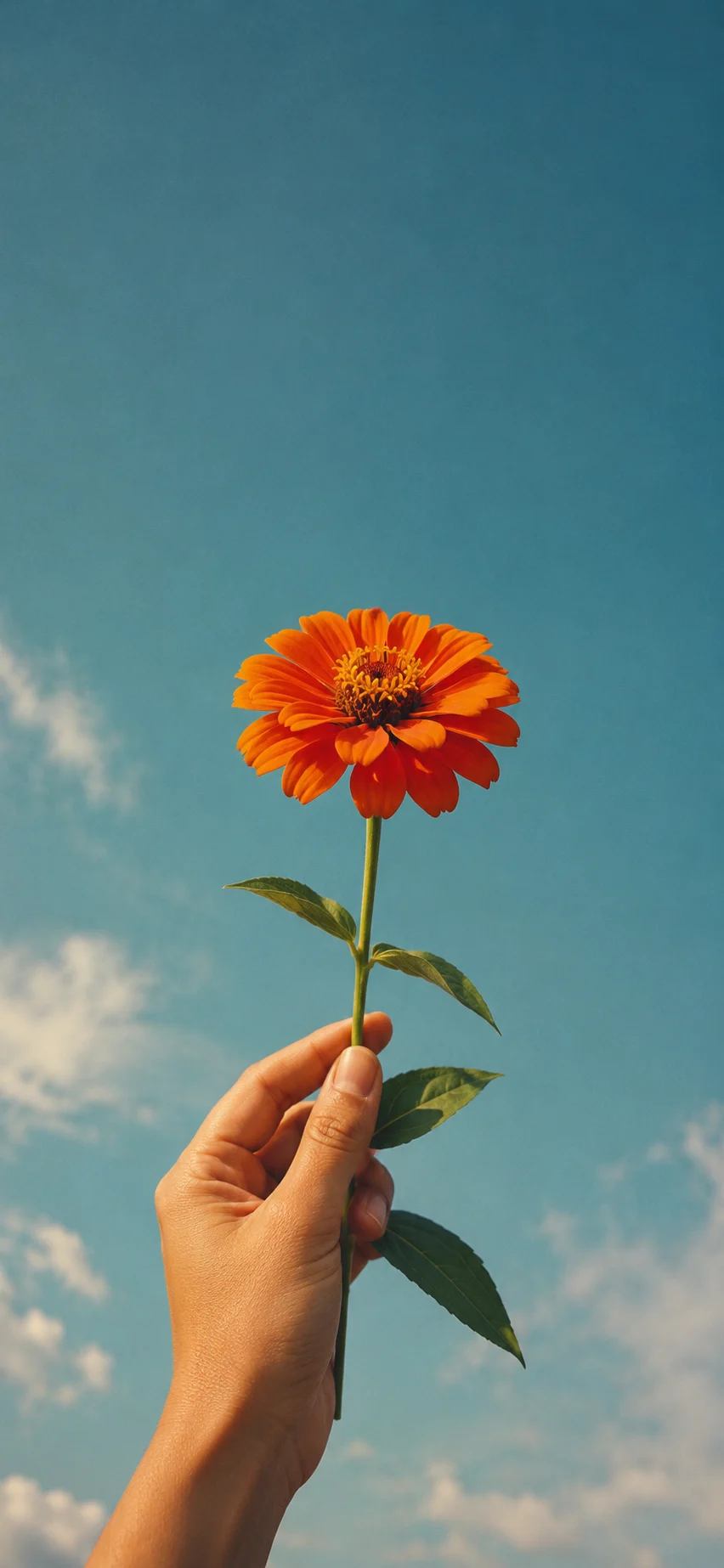 Hand holding an orange flower against a blue sky with soft clouds.