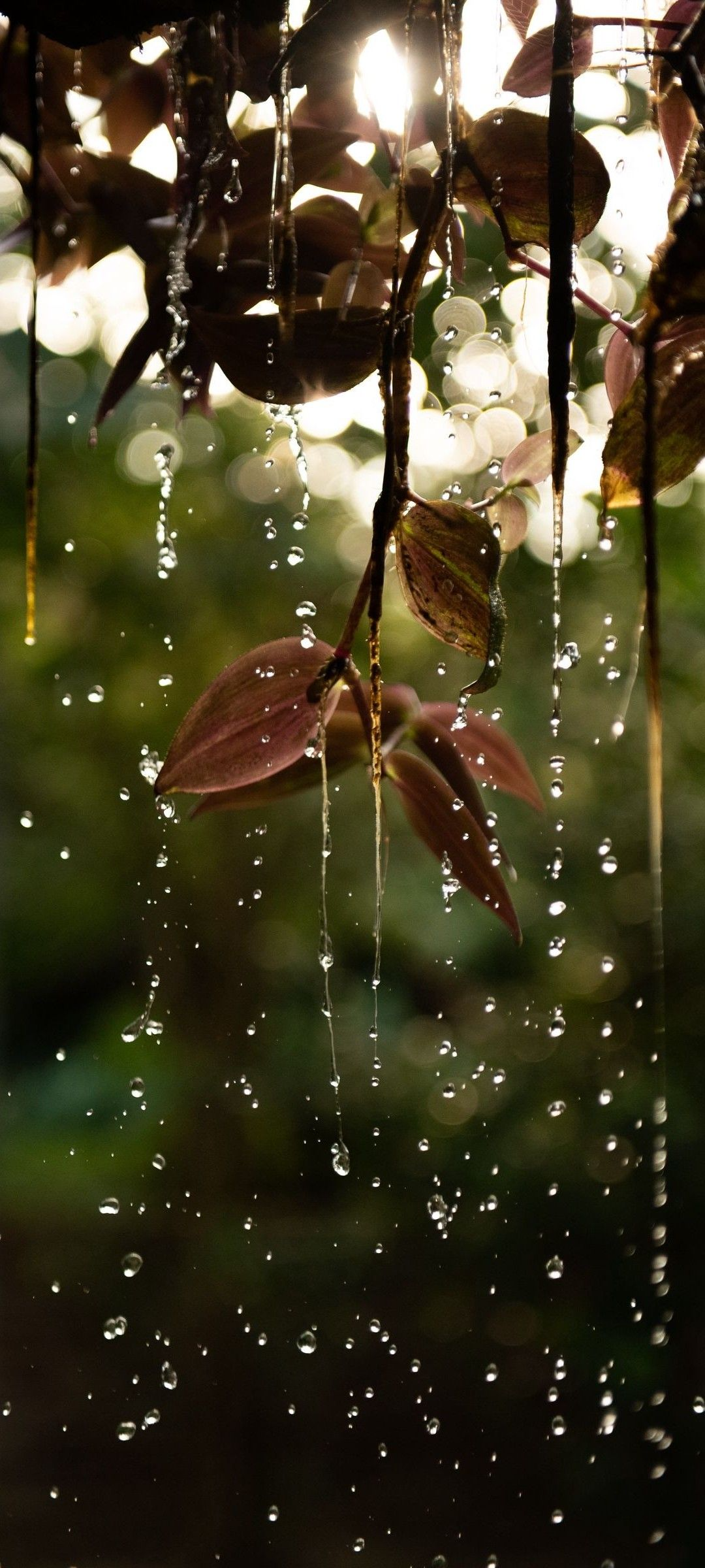 Clear raindrops hanging from vines and wet leaves against a dark green garden with warm bokeh light.