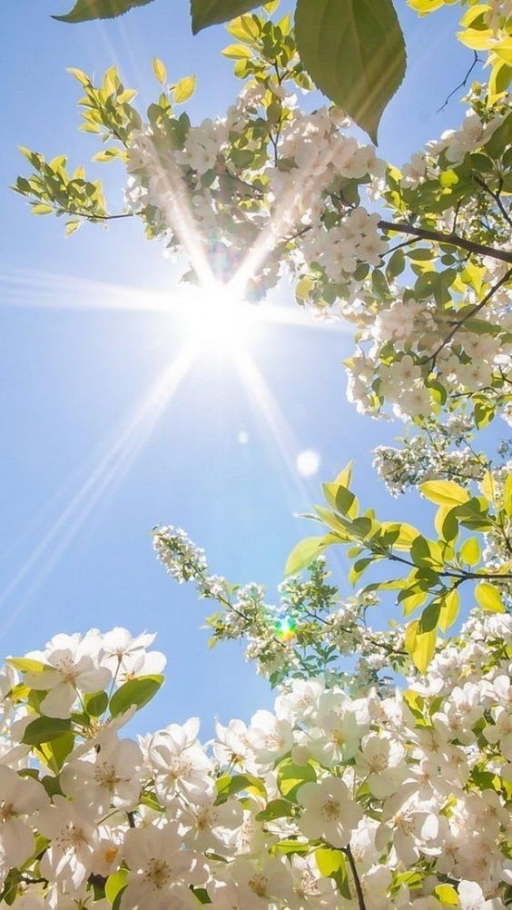 White spring blossoms and green leaves framing a bright blue sky with soft sunburst light.