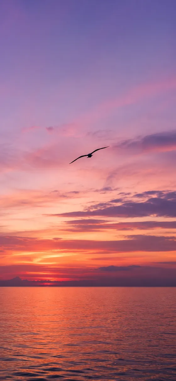 Single bird silhouette flying over a calm ocean at sunset with violet clouds and orange horizon light.